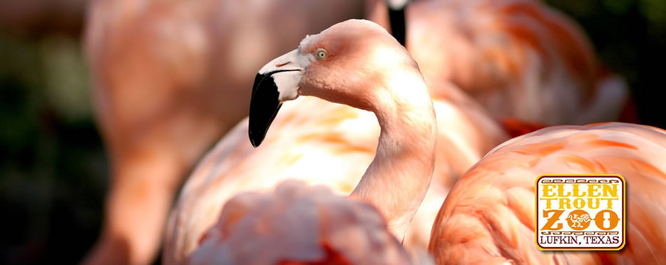 flamingo-old