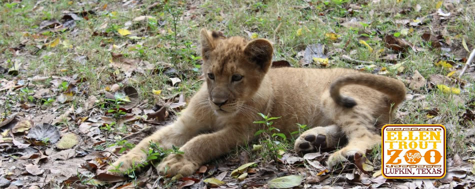 lion-cub-old
